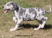 Shakira, a female Great Dane for sale in Unionville, IA – 2 of 10