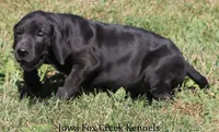 Susie, a female Great Dane for sale in Unionville, IA – 3 of 10