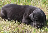 Susie, a female Great Dane for sale in Unionville, IA – 3 of 9
