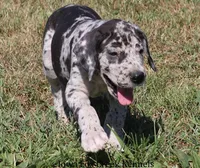 Samson, a male Great Dane for sale in Unionville, IA – 2 of 10