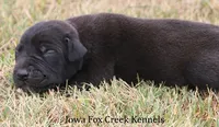 Shadow, a male Great Dane for sale in Unionville, IA – 7 of 10