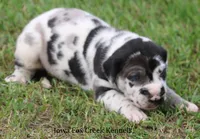 Emily, a female Great Dane for sale in Unionville, IA – 2 of 7