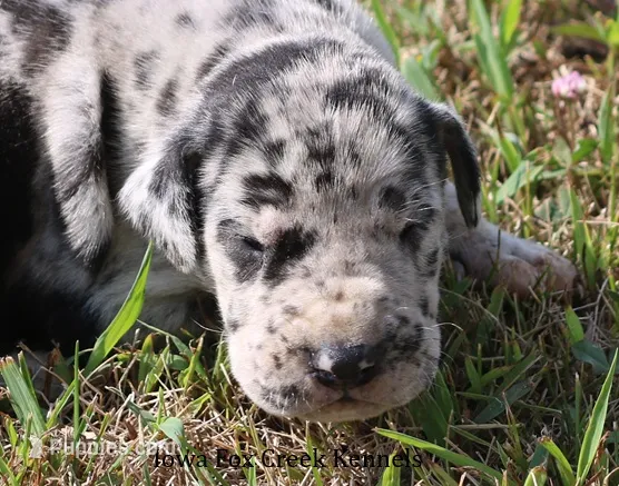 Samson – Great Dane puppy for sale in Unionville, IA
