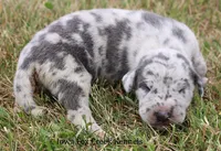 Shakira, a female Great Dane for sale in Unionville, IA – 6 of 9