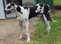 Emily, a female Great Dane for sale in Unionville, IA – 6 of 7