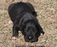 Shadow, a male Great Dane for sale in Unionville, IA – Photo 4 of 10