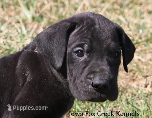 Shadow – Great Dane puppy for sale in Unionville, IA