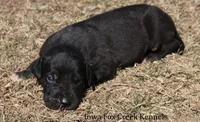 Shadow, a male Great Dane for sale in Unionville, IA – Photo 7 of 10