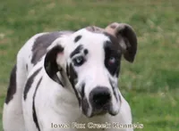 Shadow, a male Great Dane for sale in Unionville, IA – Photo 10 of 10