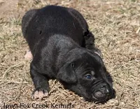 Shadow, a male Great Dane for sale in Unionville, IA – Photo 6 of 10