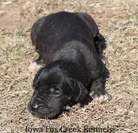 Shadow, a male Great Dane for sale in Unionville, IA – Photo 5 of 10