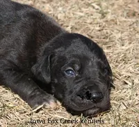 Shadow, a male Great Dane for sale in Unionville, IA – Photo 1 of 10