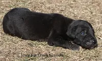 Shadow, a male Great Dane for sale in Unionville, IA – Photo 3 of 10