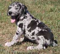 Samson, a male Great Dane for sale in Unionville, IA – 7 of 10