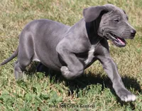 Sophie, a female Great Dane for sale in Unionville, IA – 6 of 10