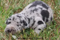 Samson, a male Great Dane for sale in Unionville, IA – 3 of 10