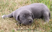 Sophie, a female Great Dane for sale in Unionville, IA – 4 of 10