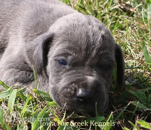 Sarge – Great Dane puppy for sale in Unionville, IA
