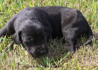 Susie, a female Great Dane for sale in Unionville, IA – 2 of 9