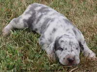 Shakira, a female Great Dane for sale in Unionville, IA – 4 of 9