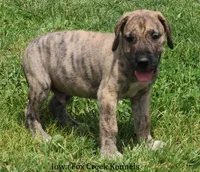 Murphy, a male Great Dane for sale in Unionville, IA – 4 of 10