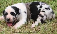 Zorro, a male Great Dane for sale in Unionville, IA – 8 of 10