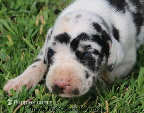 Molly – Great Dane puppy for sale in Unionville, IA