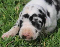 Molly, a male Great Dane for sale in Unionville, IA – Photo 1 of 8