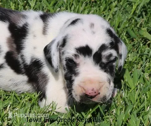 Molly – Great Dane puppy for sale in Unionville, IA