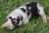 Molly, a male Great Dane for sale in Unionville, IA – Photo 2 of 8