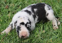 Molly, a male Great Dane for sale in Unionville, IA – Photo 6 of 8