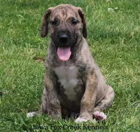 Murphy, a male Great Dane for sale in Unionville, IA – 7 of 10