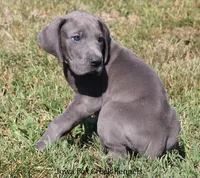 Sarge, a male Great Dane for sale in Unionville, IA – 2 of 10