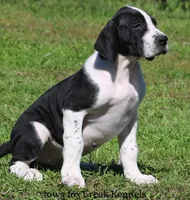 Zoey, a female Great Dane for sale in Unionville, IA – 7 of 10