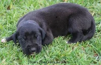 Maya, a male Great Dane for sale in Unionville, IA – Photo 7 of 9