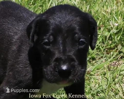 Maya – Great Dane puppy for sale in Unionville, IA