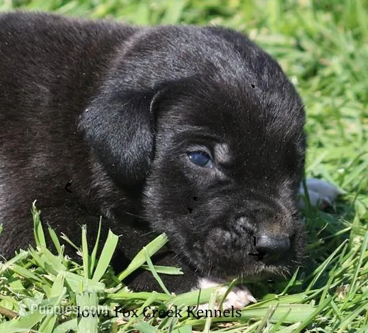 Maya – Great Dane puppy for sale in Unionville, IA