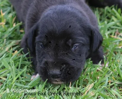 Maya – Great Dane puppy for sale in Unionville, IA