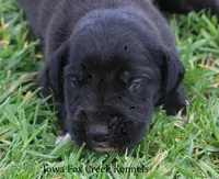 Maya, a male Great Dane for sale in Unionville, IA – Photo 1 of 9