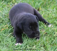 Maya, a male Great Dane for sale in Unionville, IA – Photo 2 of 9