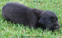 Maya, a male Great Dane for sale in Unionville, IA – Photo 6 of 9