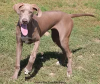 Hope, a female Great Dane for sale in Unionville, IA – 3 of 8
