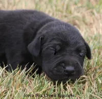 Sadie, a female Great Dane for sale in Unionville, IA – 5 of 9