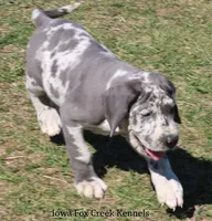 Scout, a male Great Dane for sale in Unionville, IA – Photo 5 of 8