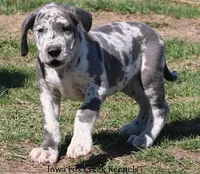 Scout, a male Great Dane for sale in Unionville, IA – Photo 2 of 8