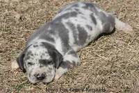 Scout, a male Great Dane for sale in Unionville, IA – Photo 7 of 9