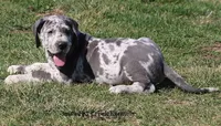 Scout, a male Great Dane for sale in Unionville, IA – Photo 6 of 8