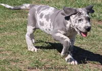 Scout, a male Great Dane for sale in Unionville, IA – Photo 7 of 8