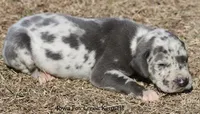 Scout, a male Great Dane for sale in Unionville, IA – Photo 6 of 9