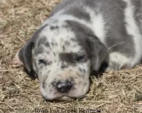 Scout, a male Great Dane for sale in Unionville, IA – Photo 1 of 9